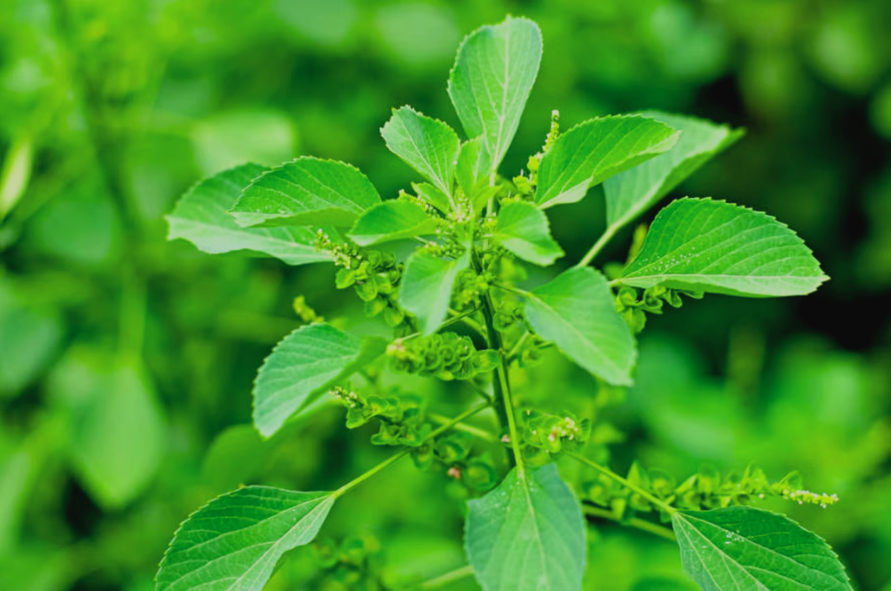 Kuppaimeni (Indian nettle) herb